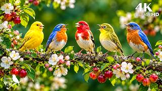 Birdsong & Gentle Piano | Soothing Music for Stress Relief, Mindfulness & Inner Peace