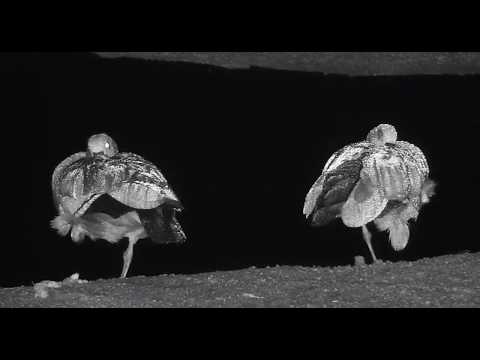 Djuma: Egyptian Goose pair in the rain - 03:46 - 10/16/19