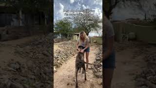 Download lagu Dogs know better than you do #bitch #country #countrymusic mp3