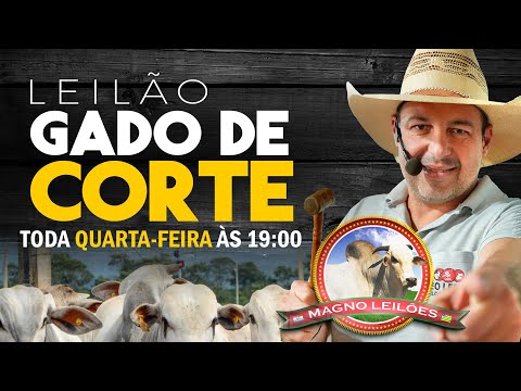 MAGNO LEILÕES - LEILÃO DE GADO EM GOIÁS - QUARTA-FEIRA -11/03/2026