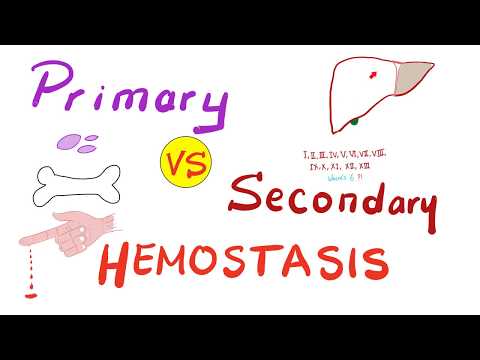Primary vs. Secondary Hemostasis - Blood Clotting (Coagulation) - Hematology