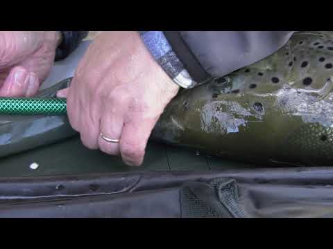 Lohenmerkintää Kymijoella