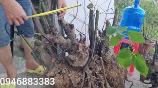 cây bon sai long não ,siêu to khủng