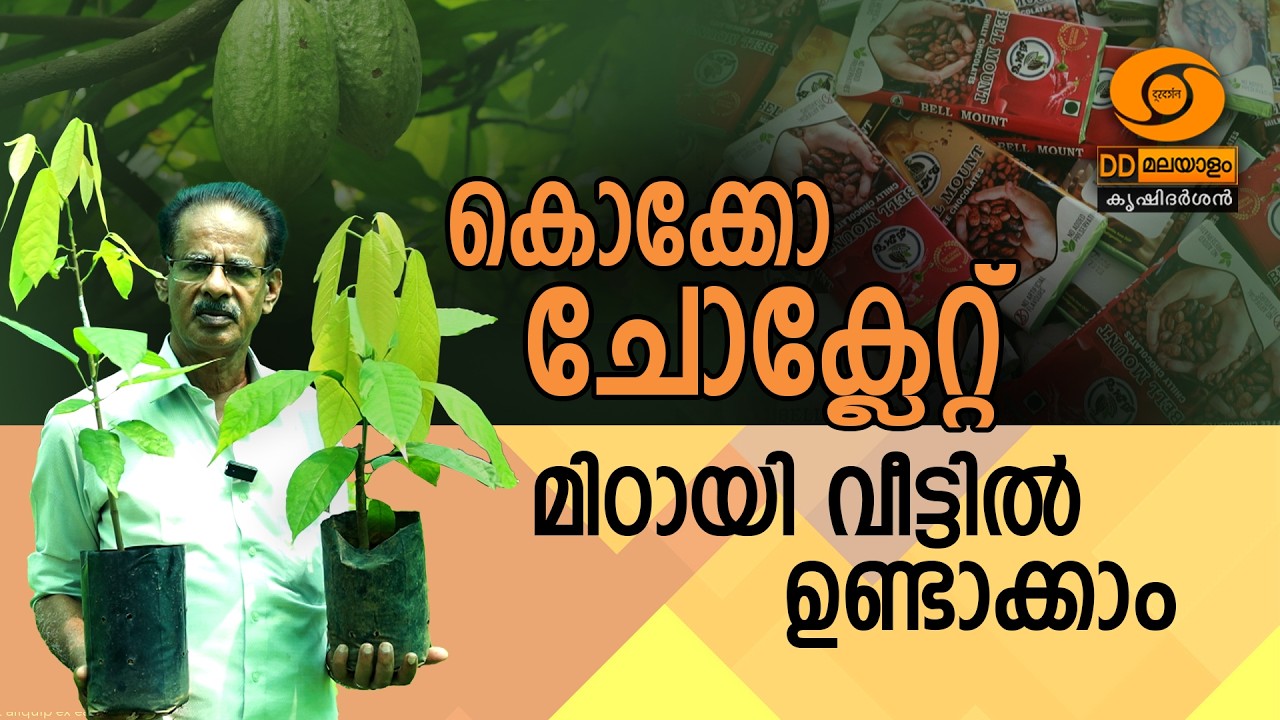 വീട്ടിൽ കൊക്കോ ചോക്ലേറ്റ് മിഠായി എങ്ങനെ ഉണ്ടാക്കാം  |  How to make cocoa chocolate candy at home