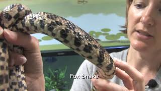 How do Animals Move?