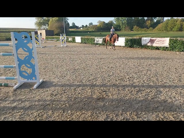 Jument 3 ans par Diamant de Bellignies 