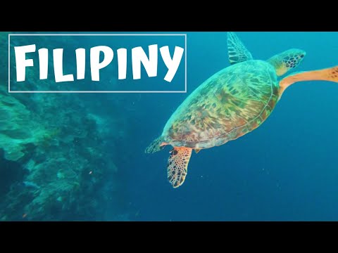 NURKOWANIE NA FILIPINACH || MOALBOAL, CEBU