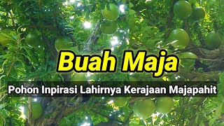 Download lagu Maja Fruit, the Tree that Inspired the Majapahit Kingdom mp3