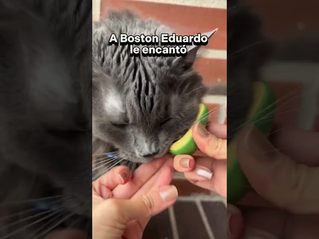 Vídeo relacionado con Juguetes Eléctricos para Peces Catnip, 30CM Recargable USB Juguetes Simulación Realista de Felpa, Suministros Interactivos Divertidos para Masticar Mascotas para Gato Gatito