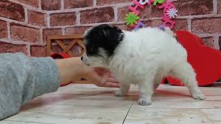 ハーフ犬の動画01