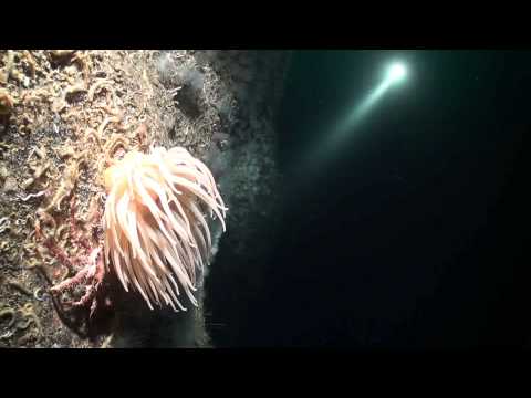 Steilwand - Nachttauchgang