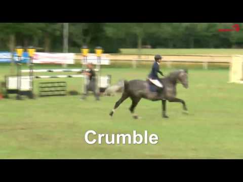 Stall VÖLZ - Hengst CRUMBLE v. Colman