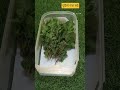 How to store Mint leaves in fridge for 15 - 20 days#shorts #viral