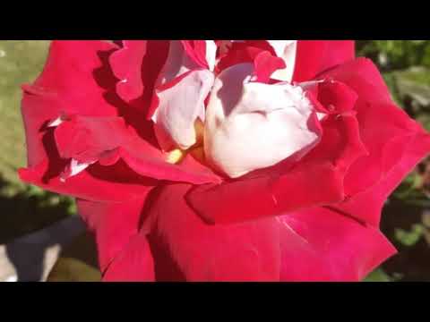 Mi-e dor de Dana Popa