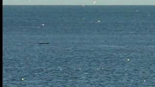 preview picture of video 'Humpback Whale in Montrose Bay'