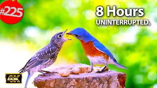TV for Cats to Watch 😻 Best of Tweeting CatTV Videos 🐦8 Hour Compilation of Chirping Birds @LensMyth