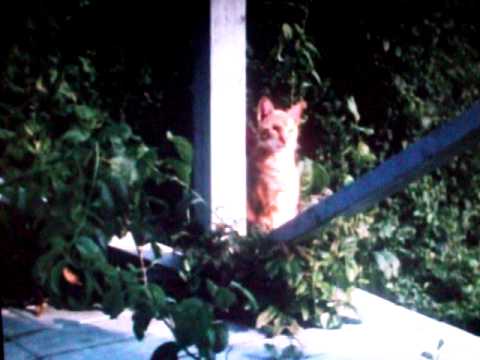 Grey Gardens -Little Edie   Its my Mothers house