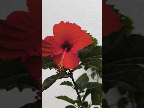 Hibiscus🌺🌺#flowers #hibiscus #plants #nature #beautiful #shorts