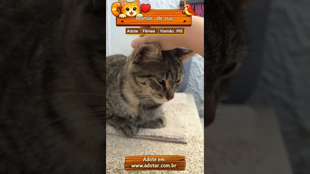 Gato raça SRD-ViraLata idade 2 anos nome Mamãe de rua