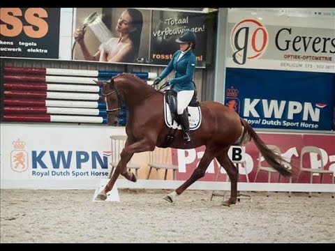 5 jarig dressuurpaard te koop - Sporthorses.nl - Negro x Flemmingh x Jazz