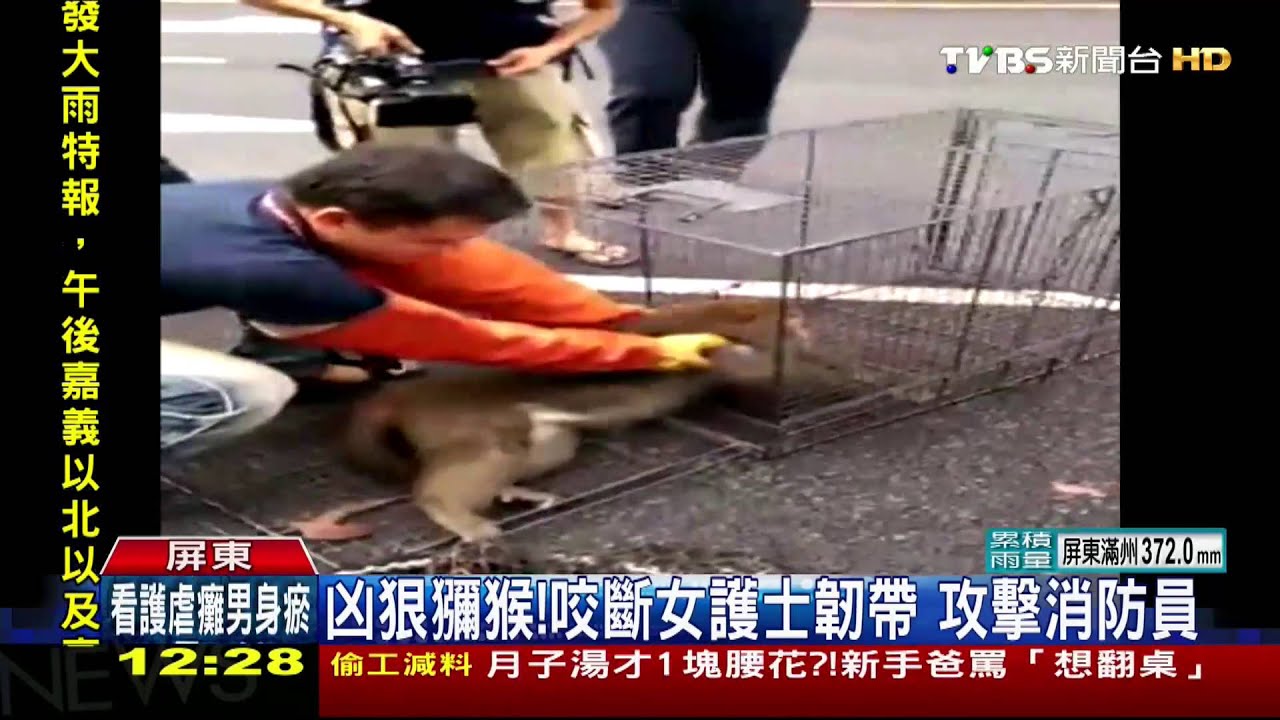 公獼猴兇性大發 跳機車攻擊騎士咬斷韌帶