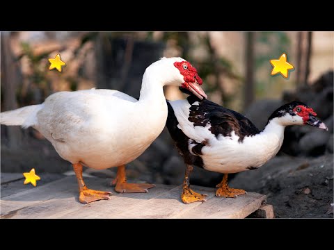 Cute Original Ducks, Mentok Entok, Entok Jumbo Blitar, Ducks Swimming, Quacking, Song, Swans