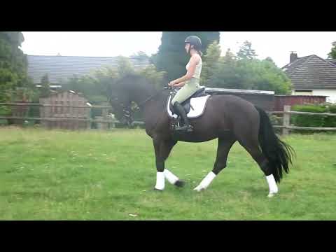 5-jähriger Wallach von Finnigan x Rotspon, Juli 2023