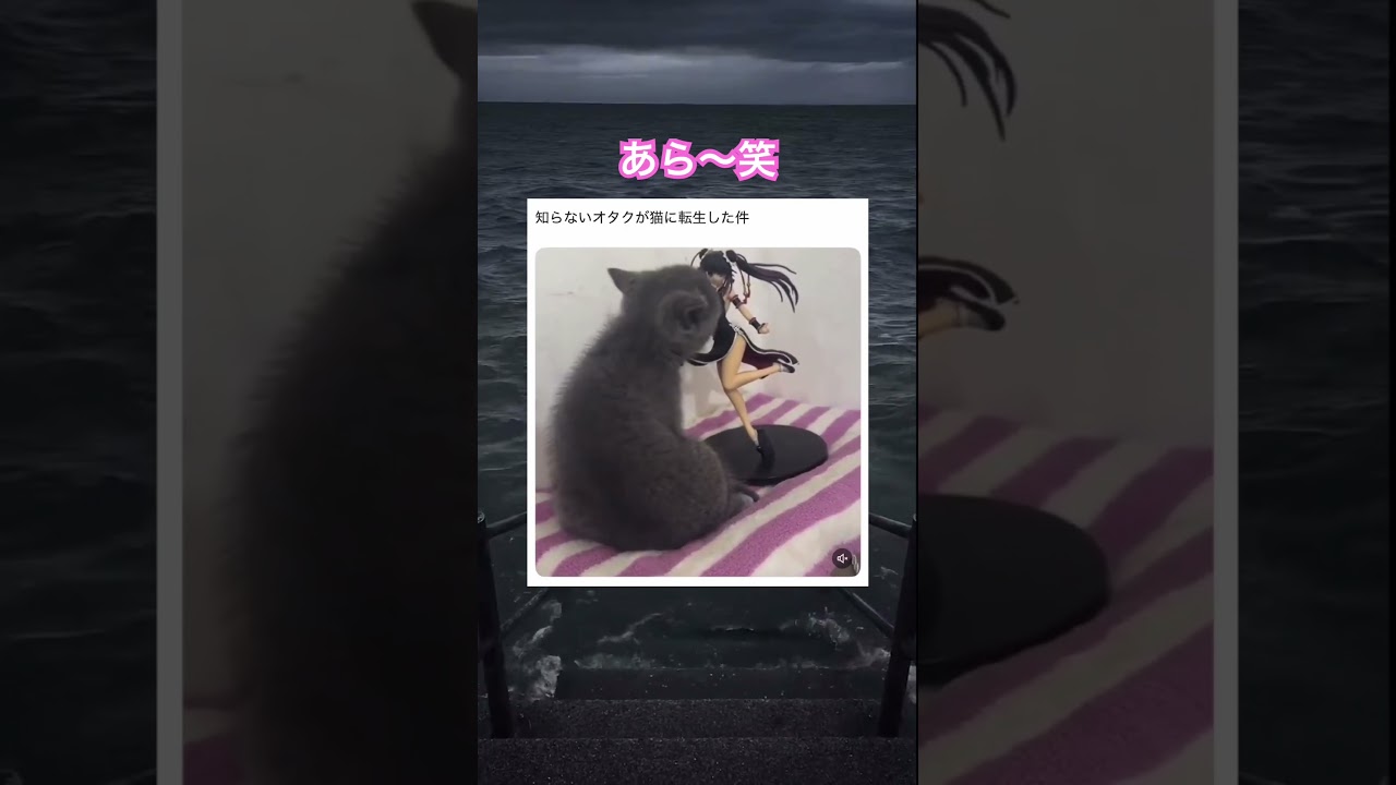 ペロペロなの〜？笑　#shorts#動物#かわいい#可愛い#癒し#癒し動画 #猫 #フィギュア