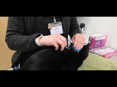 West Park Animal Hospital YouTube video thumbnail 23