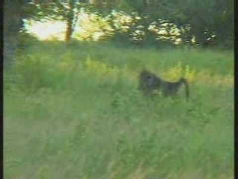 WildEarths First Live PM Game Drive Pt.4 Baboons