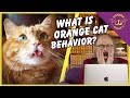Orange Cat Behavior The Truth About Orange Cats