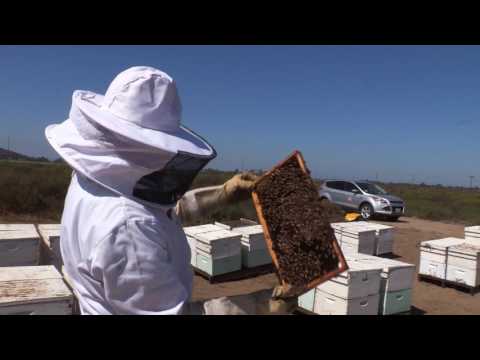 Regular Hive Mangement: Beekeeping Best Management Practices - San Diego