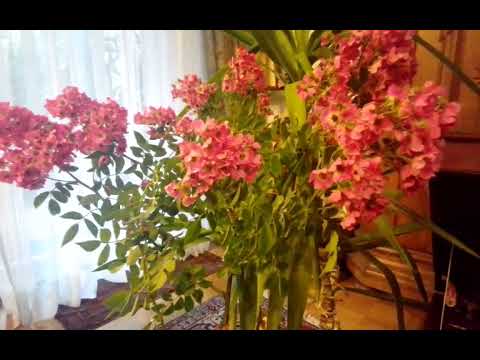 Tango Kapelle Morello   Donna Vatra   Tri Ergon TE 5087 (1928)