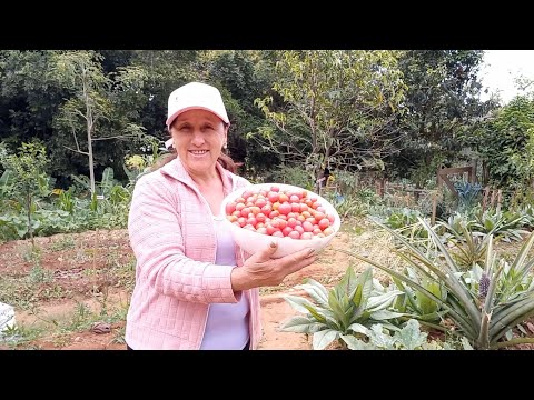 , title : 'COLHEITA LINDA E FARTA DE TOMATES ORGÂNICOS NO SÍTIO'