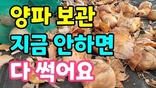 햇양파 지금 그냥 뒀다간 다 썩어요. 이렇게해야 오래 보관할수 있어요.