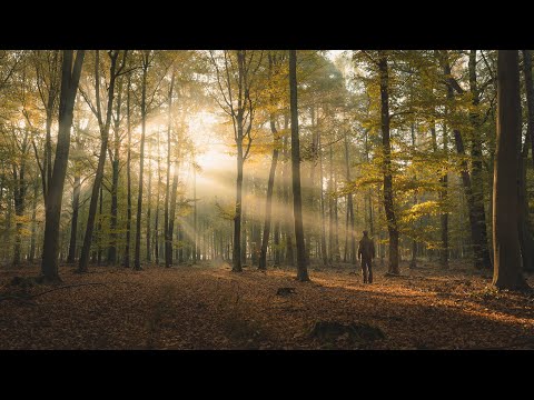 This is the story of my true passion - photography of the forest.