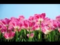 🌷  Primavera - Ludovico Einaudi 🌷