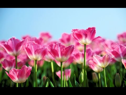 🌷  Primavera - Ludovico Einaudi 🌷