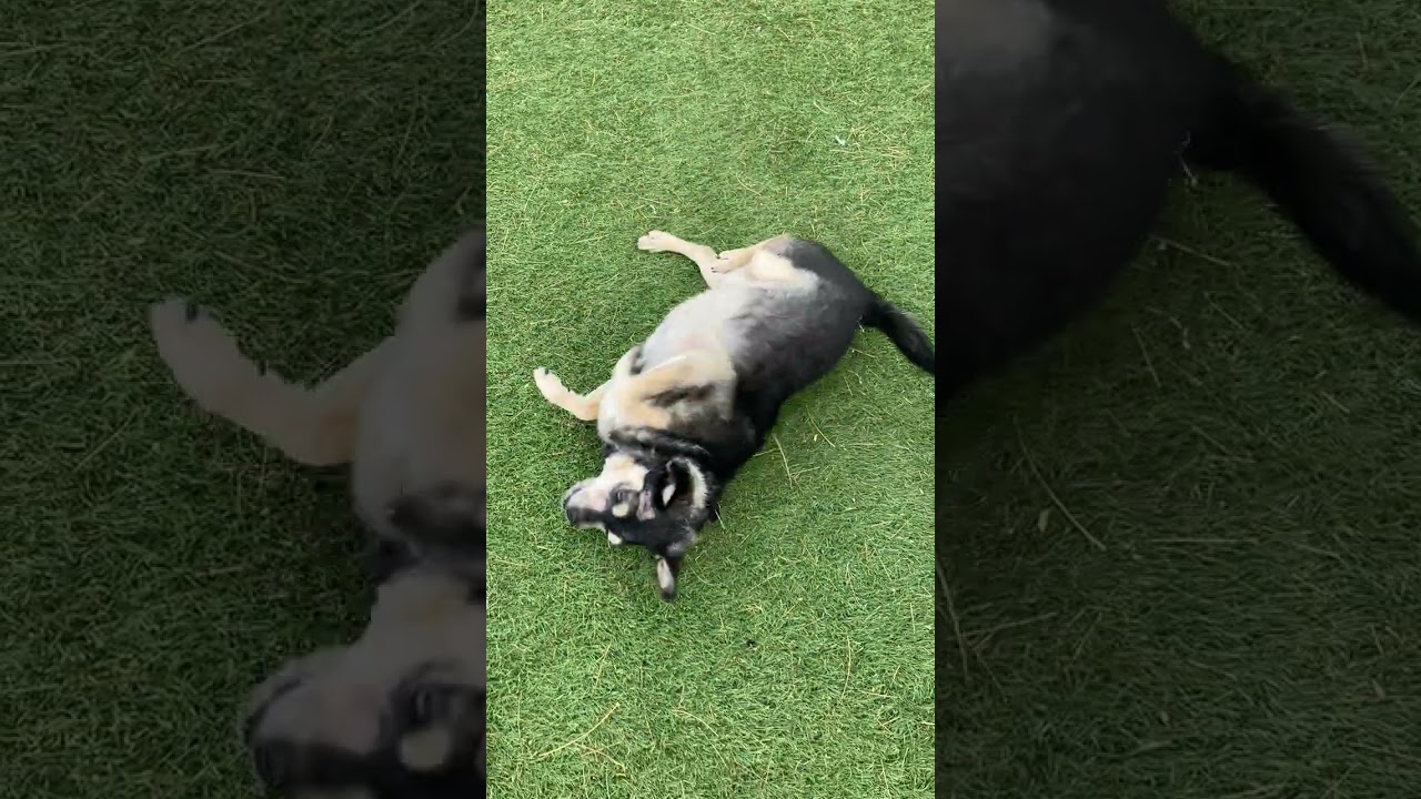 Enlarge Auto, a Adoptable Chihuahua in Scottsdale, AZ video 3/4