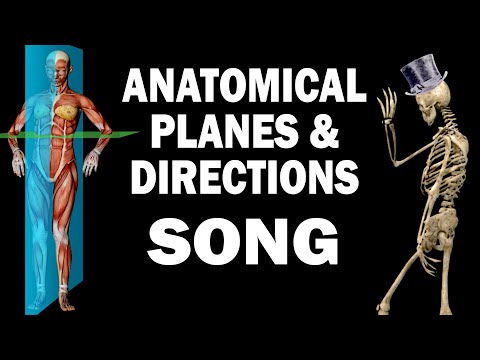 ANATOMICAL PLANES AND DIRECTIONS SONG