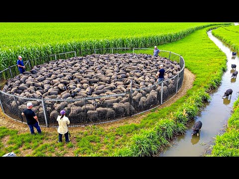 World In Shock! Texas Farmers Built a GENIUS Trap That Outsmarted 2 Million Wild Boars