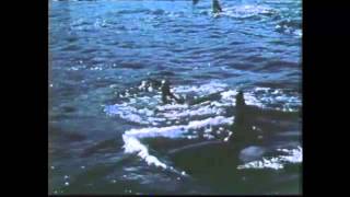 "A Village of Killer Whales," a Film by Michael Harris / Narrated by Tom Skerritt