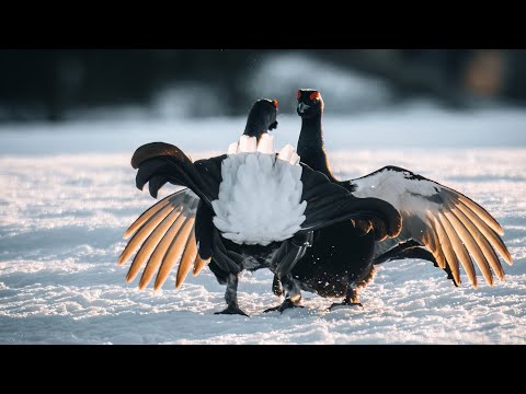 Black Grouse Fighting | Slow Motion | Mating Season | GH6 | Teeren Soidin