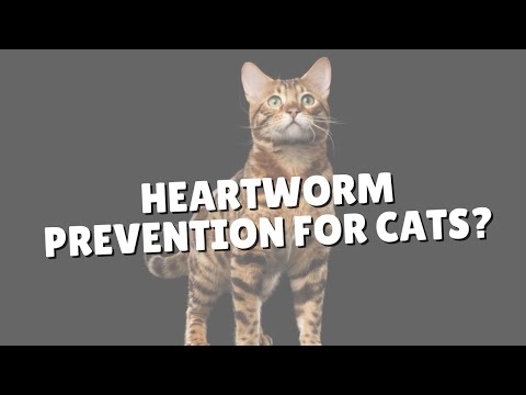 Do Cats Need Heartworm Prevention? | Two Crazy Cat Ladies