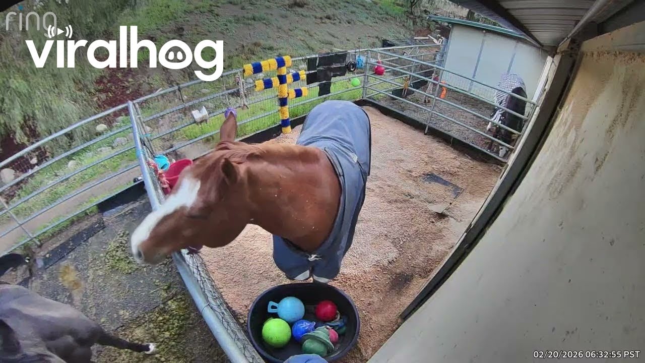 Playful Horse Gives His Toys to His Best Friend || ViralHog