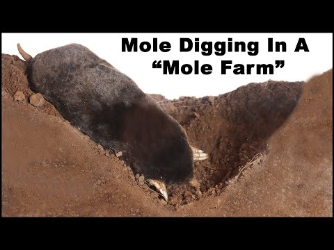 Watch a mole dig tunnels in the 