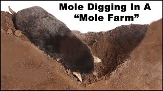 Watch a mole dig tunnels in the "Mole Farm". Live Trapping Moles - Mousetrap Monday