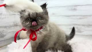 ヒマラヤンの動画01