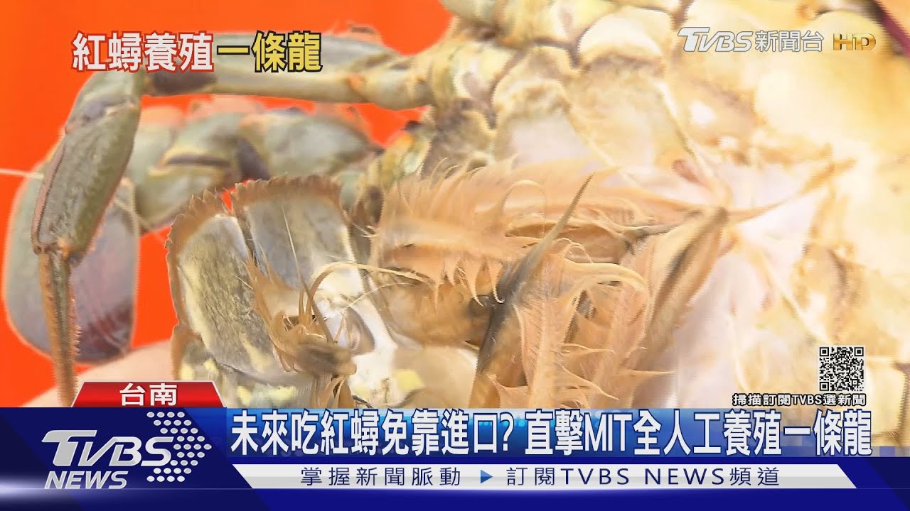 有片/未來吃紅蟳免靠進口?直擊MIT全人工養殖一條龍