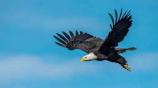 Eagle Spirit Guided Meditation